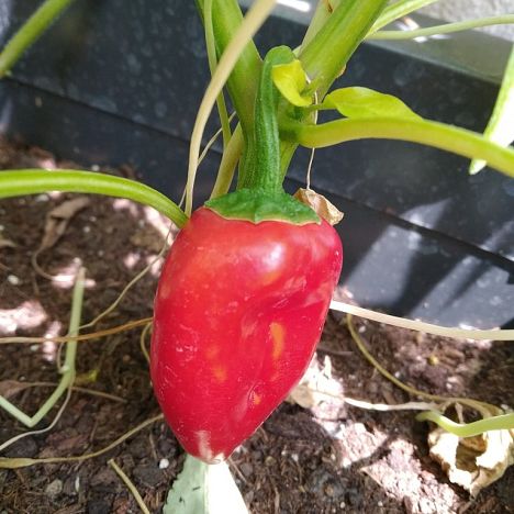 Paprika v Moji kišti