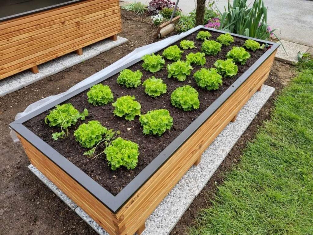 Lesena visoka greda Moja kišta z zasajeno solato na domačem vrtu