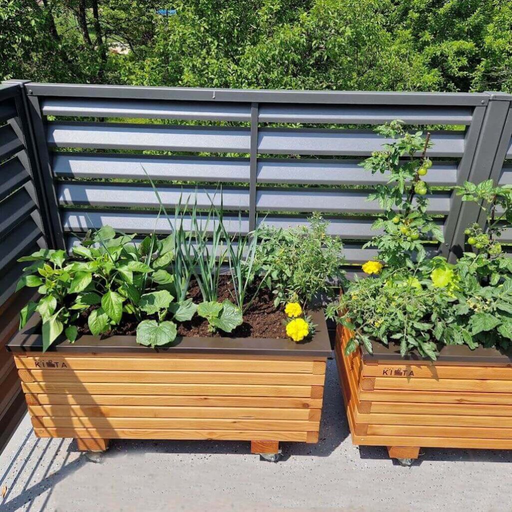 Visoka greda za balkon Moja kišta z zasaditvijo zelenjave in zelišč